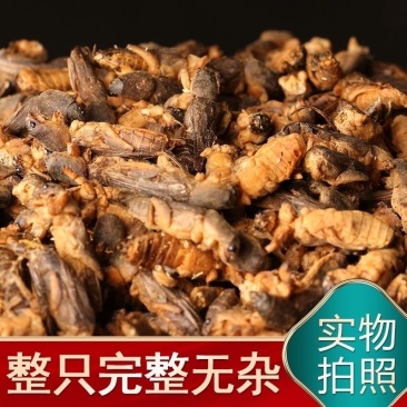 蝼蛄中药材土狗正品保证纯野生批发零售规格齐全