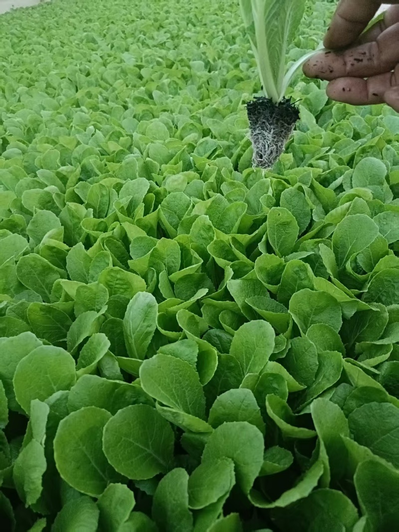 秋绿菜苗，存活率比较高，价格低包售后批发全国发货来电订货
