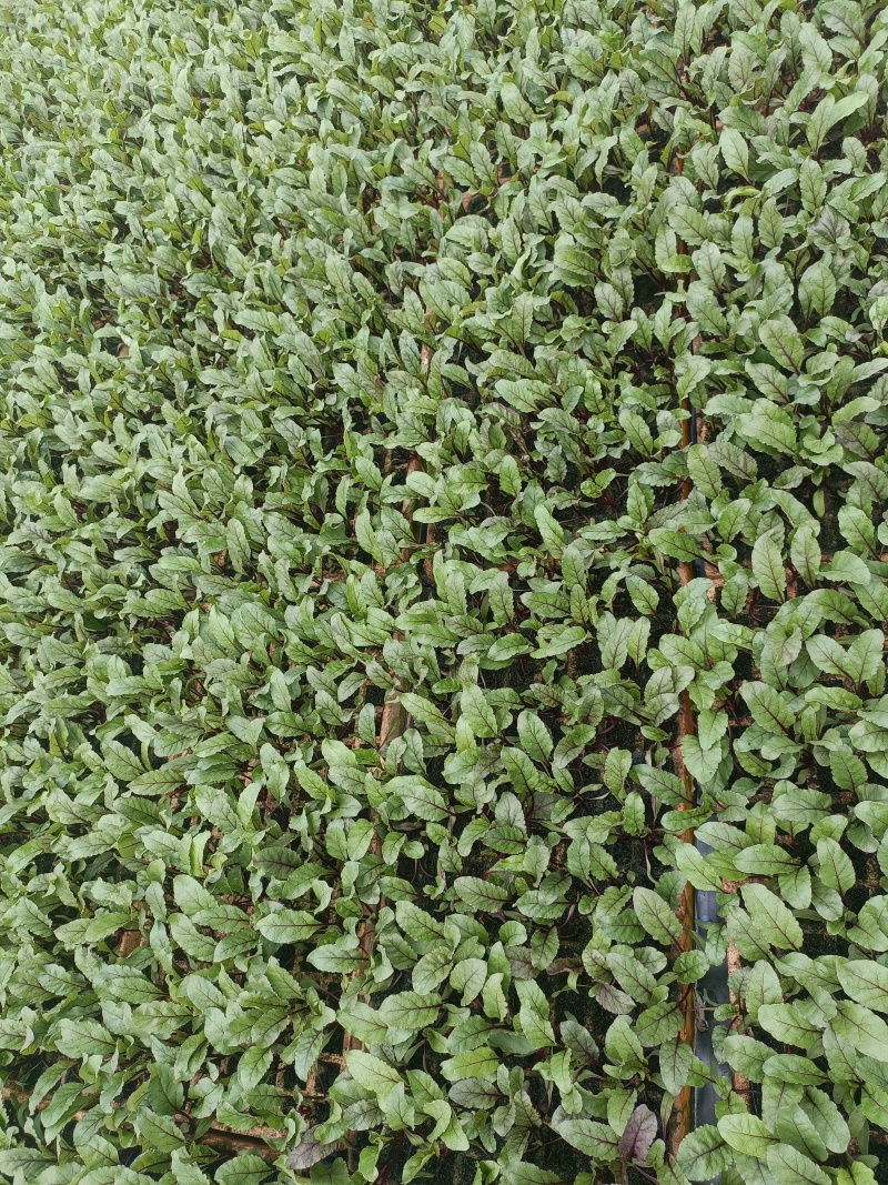 红菜苔苗批发，