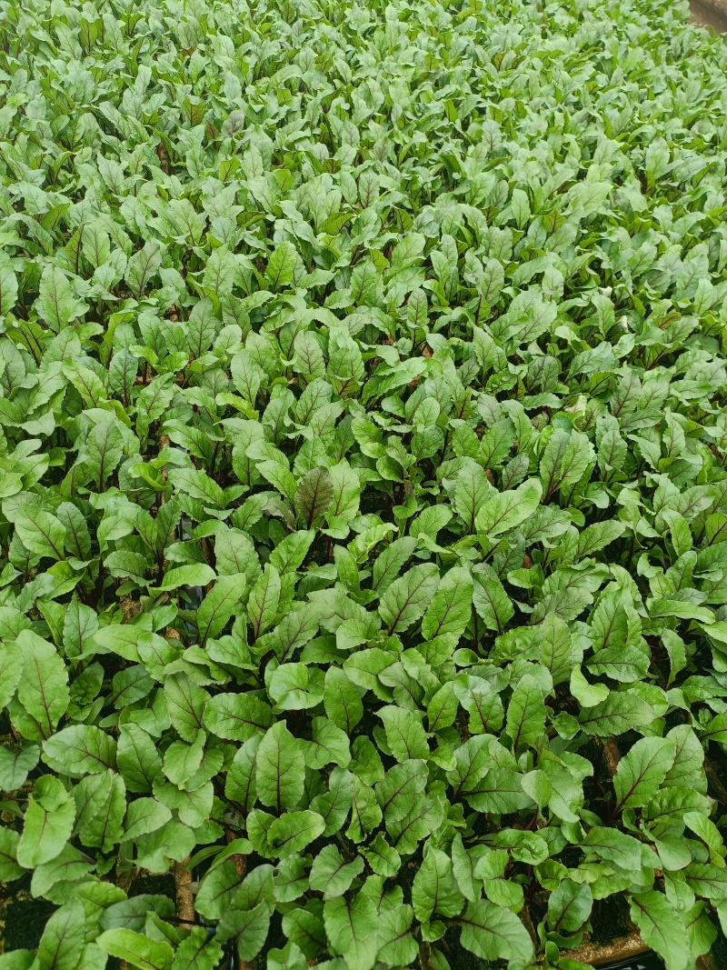 红菜苔苗批发，