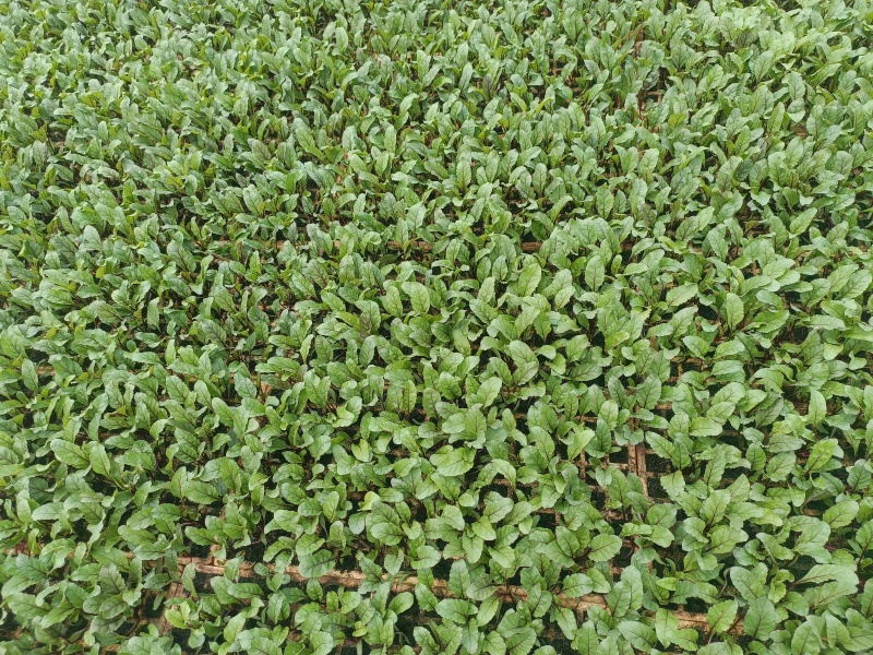 红菜苔苗批发，