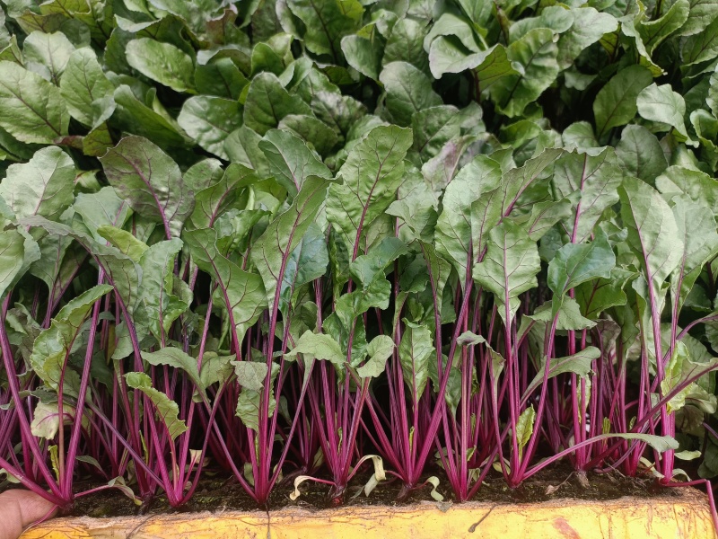 红菜苔苗批发，