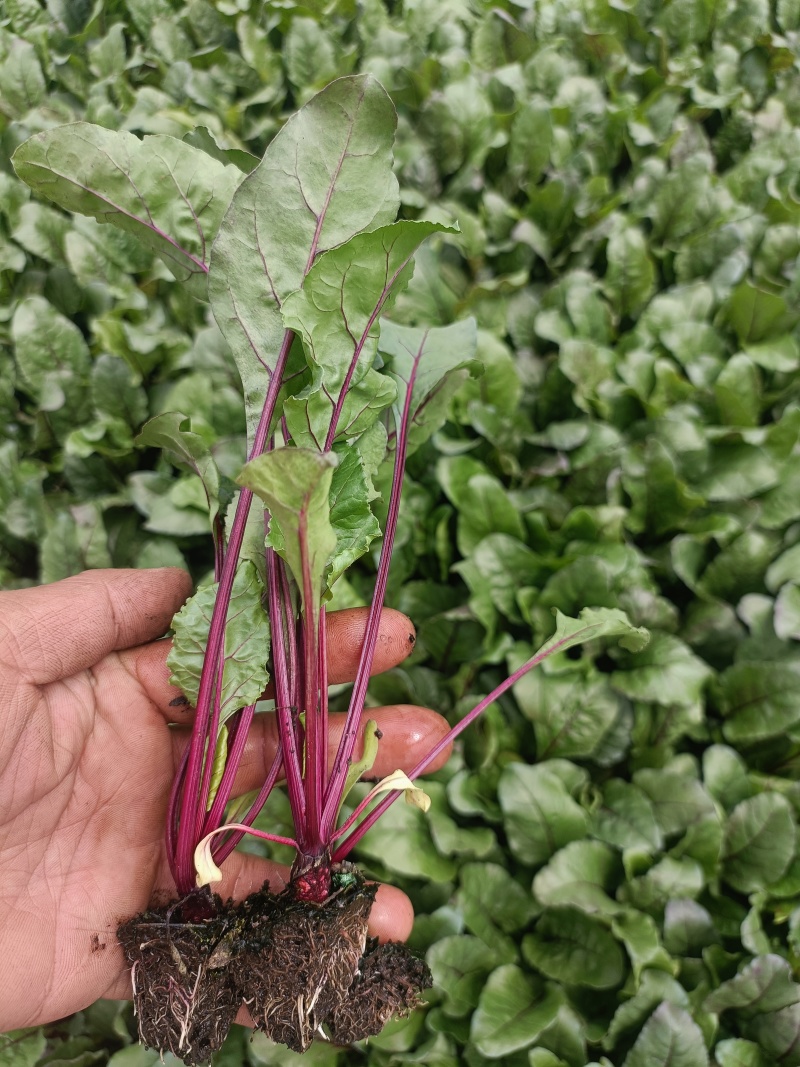 红菜苔苗批发，
