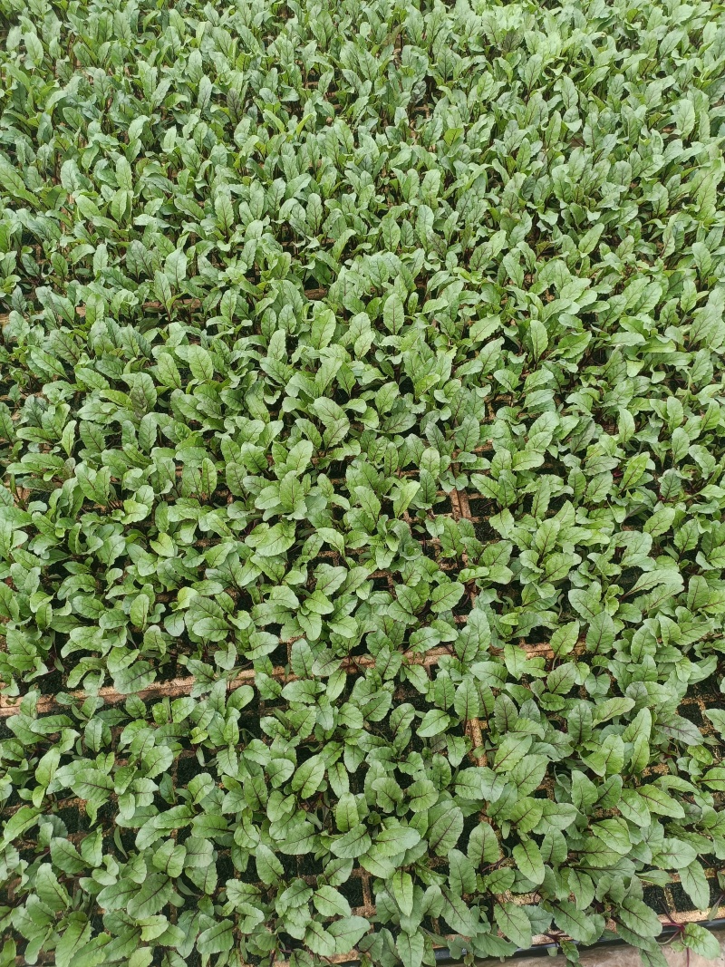 红菜苔苗批发，