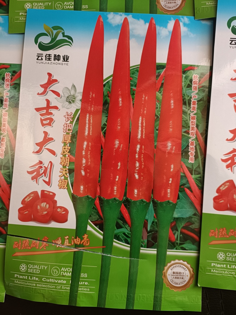 云南精品辣椒苗批发、零售、欢迎各位老板来电订购、