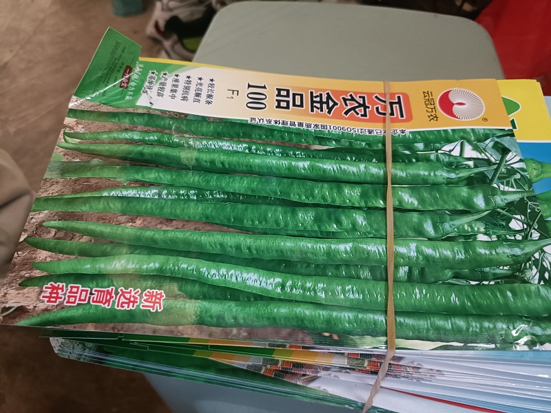 云南精品辣椒苗批发、零售、欢迎各位老板来电订购、