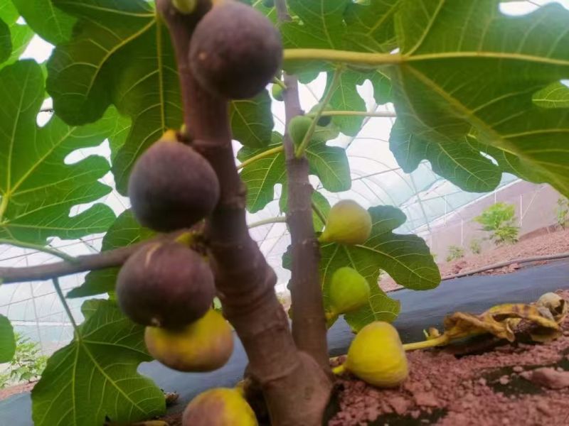 芭劳奈无花果，‌紫褐色果皮，果肉深红色如“浓缩蜂蜜膏”