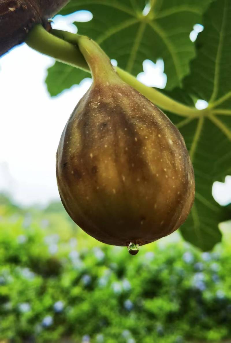 芭劳奈无花果，‌紫褐色果皮，果肉深红色如“浓缩蜂蜜膏”
