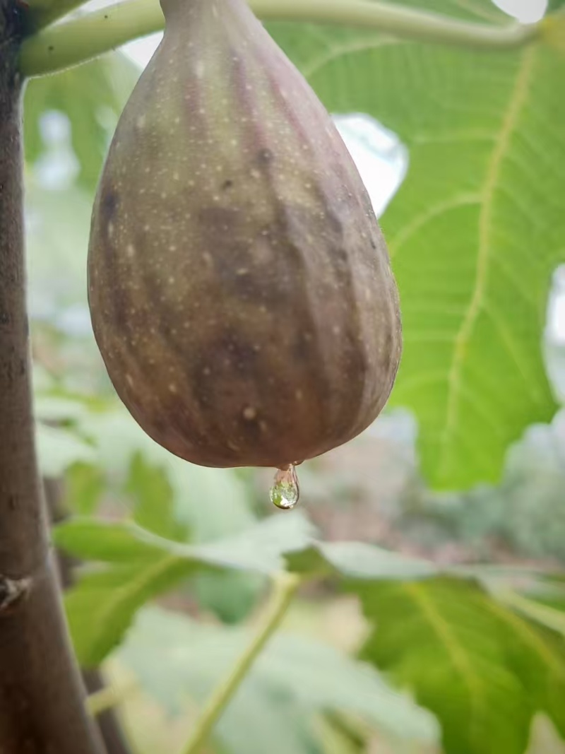 芭劳奈无花果，‌紫褐色果皮，果肉深红色如“浓缩蜂蜜膏”