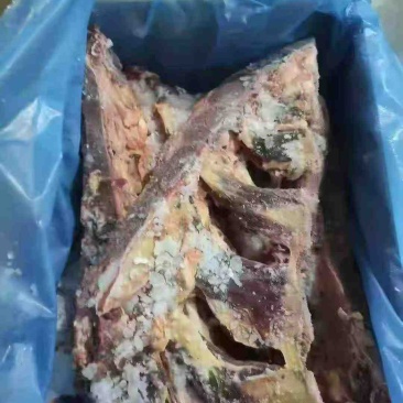 新西兰70厂前胸骨