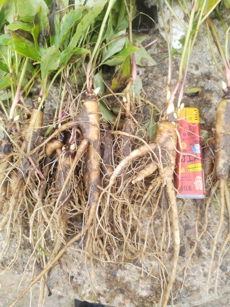 河北承德围场