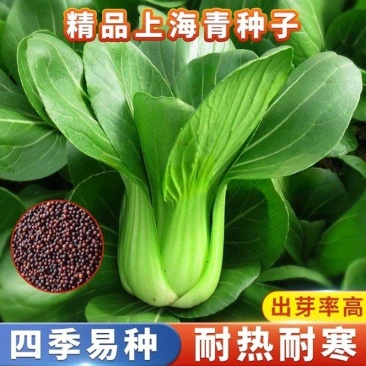 四季上海青种子28天小青菜种子蔬菜种子阳台盆栽耐热上海青