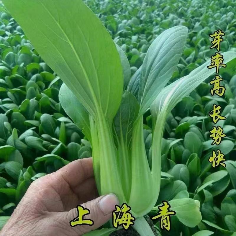 四季上海青种子28天小青菜种子蔬菜种子阳台盆栽耐热上海青