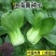 四季上海青种子28天小青菜种子蔬菜种子阳台盆栽耐热上海青