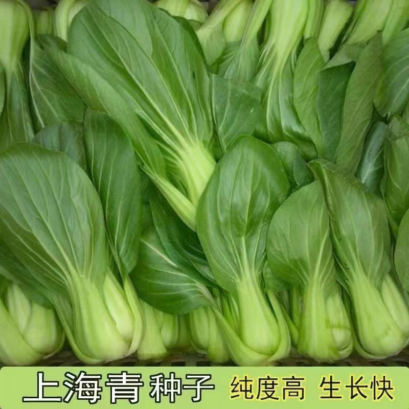 四季上海青种子28天小青菜种子蔬菜种子阳台盆栽耐热上海青