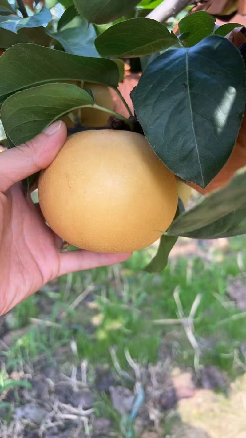 秋月梨