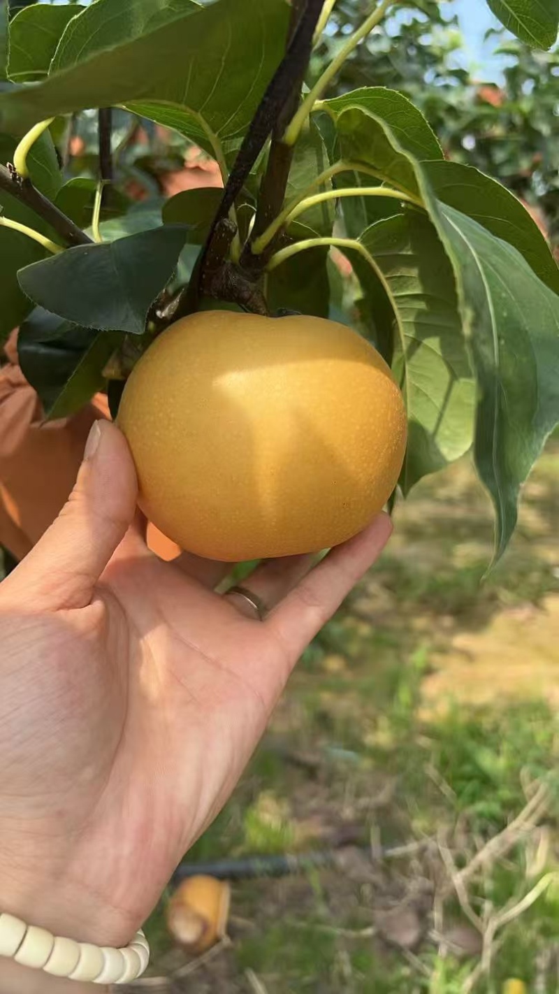 秋月梨