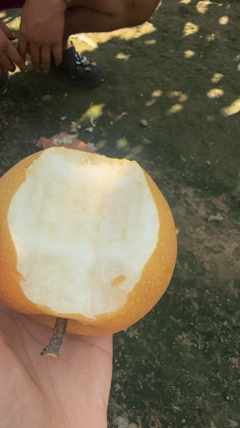 秋月梨