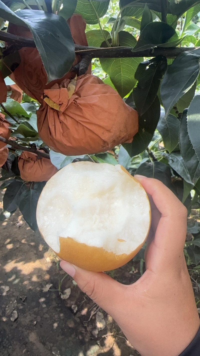 秋月梨