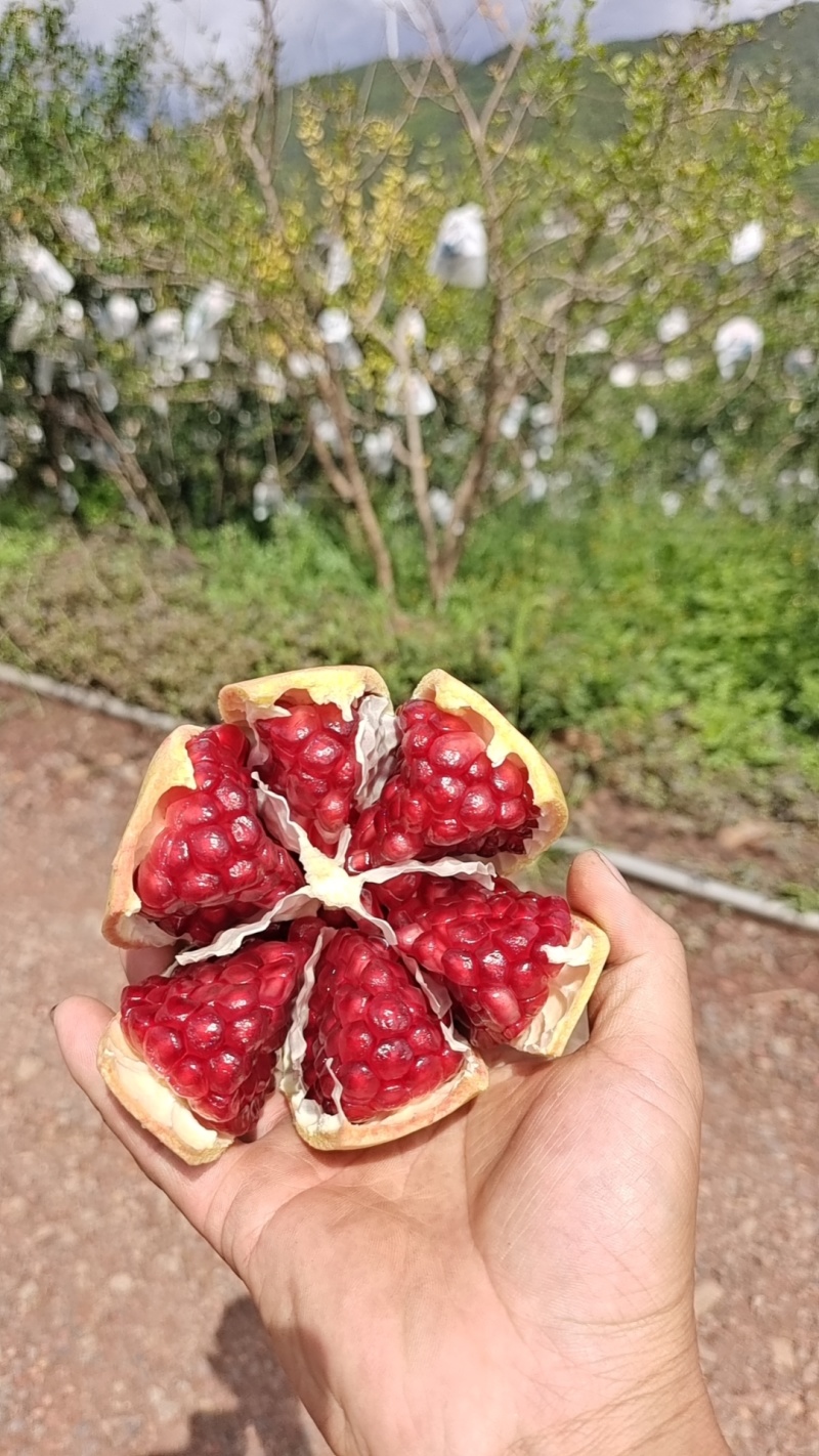 突尼斯软籽石榴整车代发