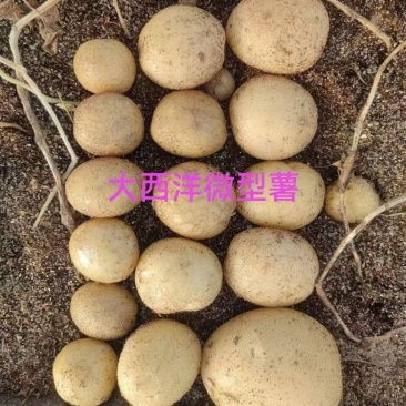 大西洋微型薯