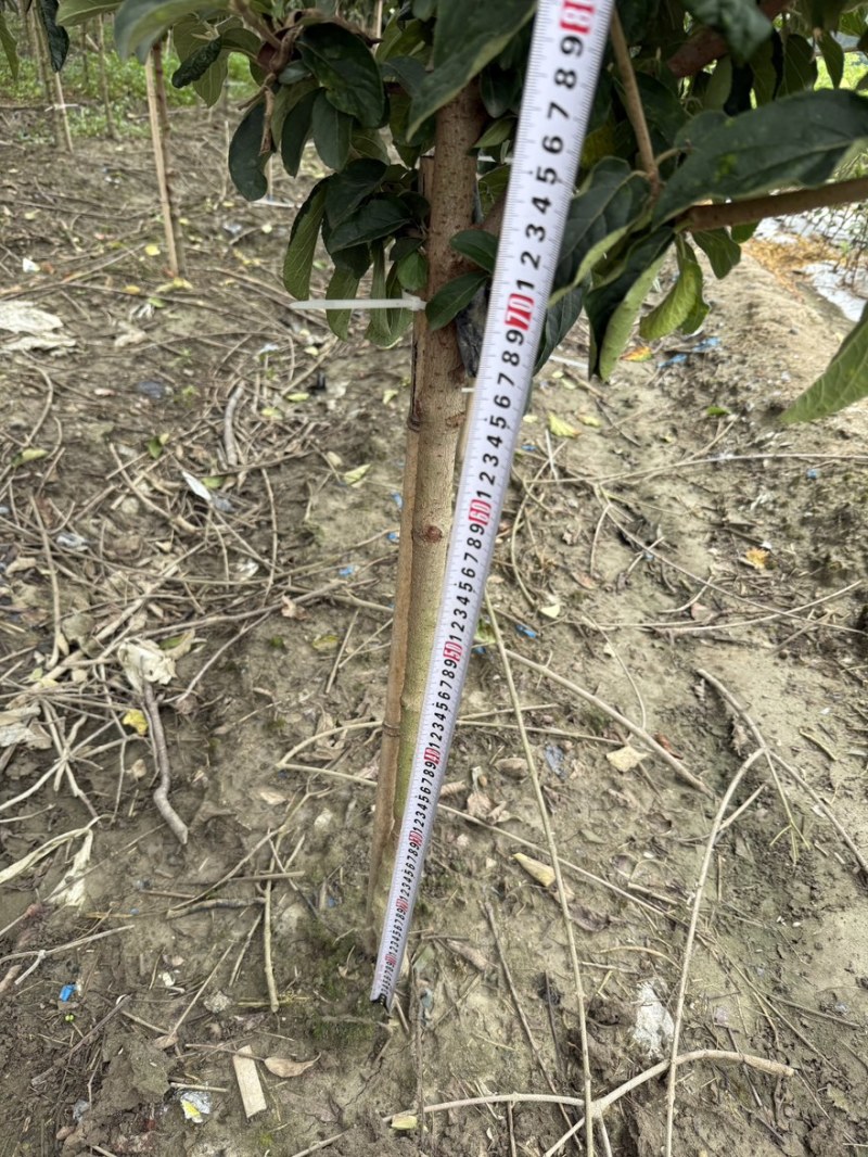 中华木绣球斗球，基地大量批发，量大从优。