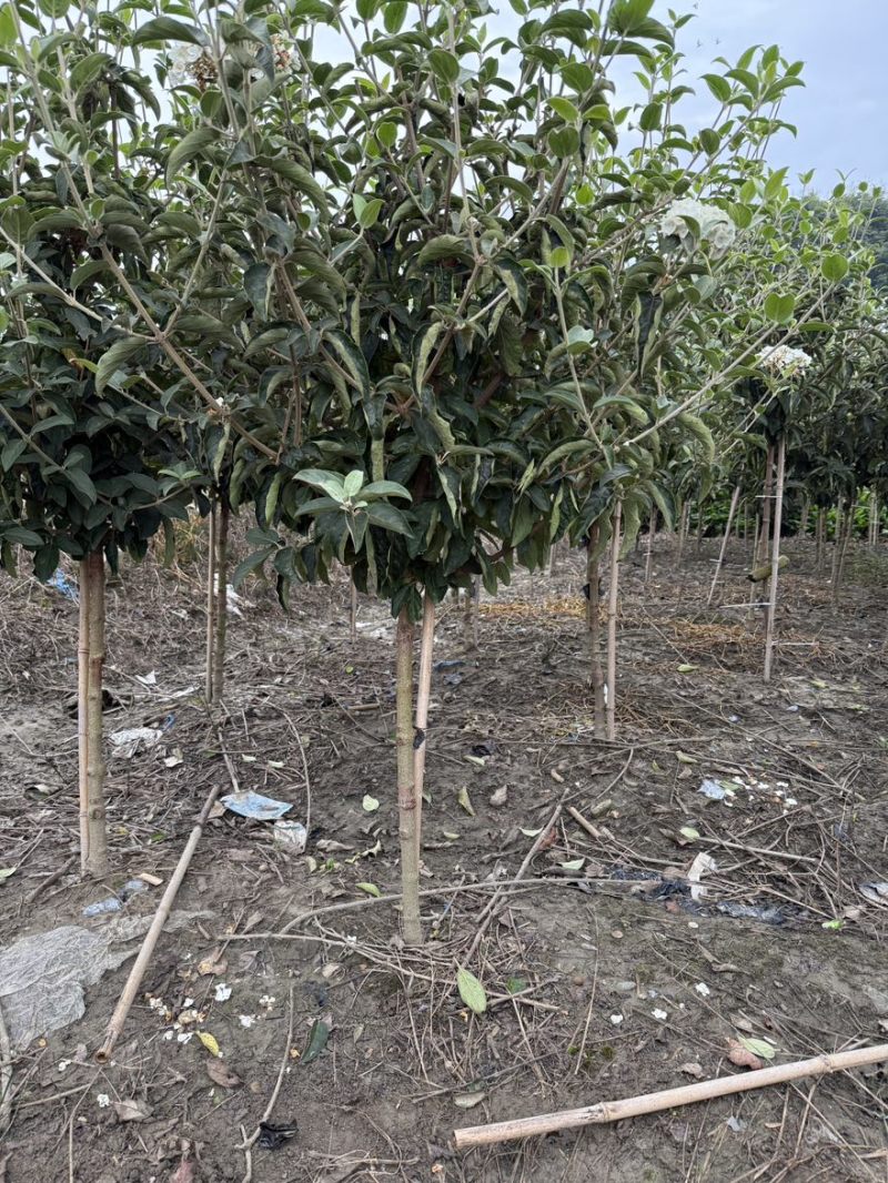 中华木绣球斗球，基地大量批发，量大从优。