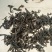 清水蛭