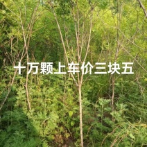 文冠果