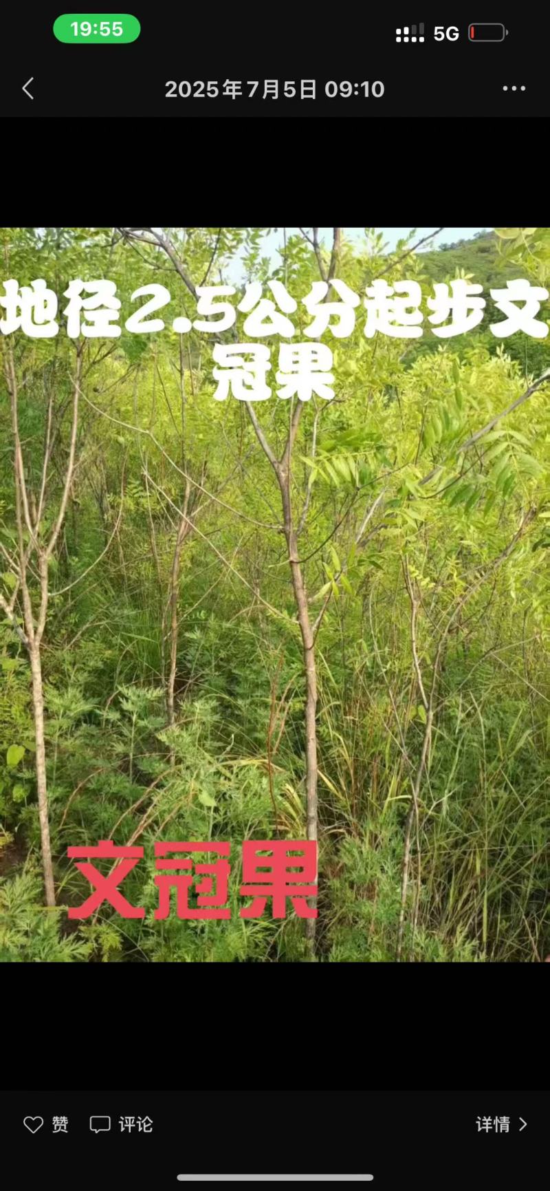 文冠果