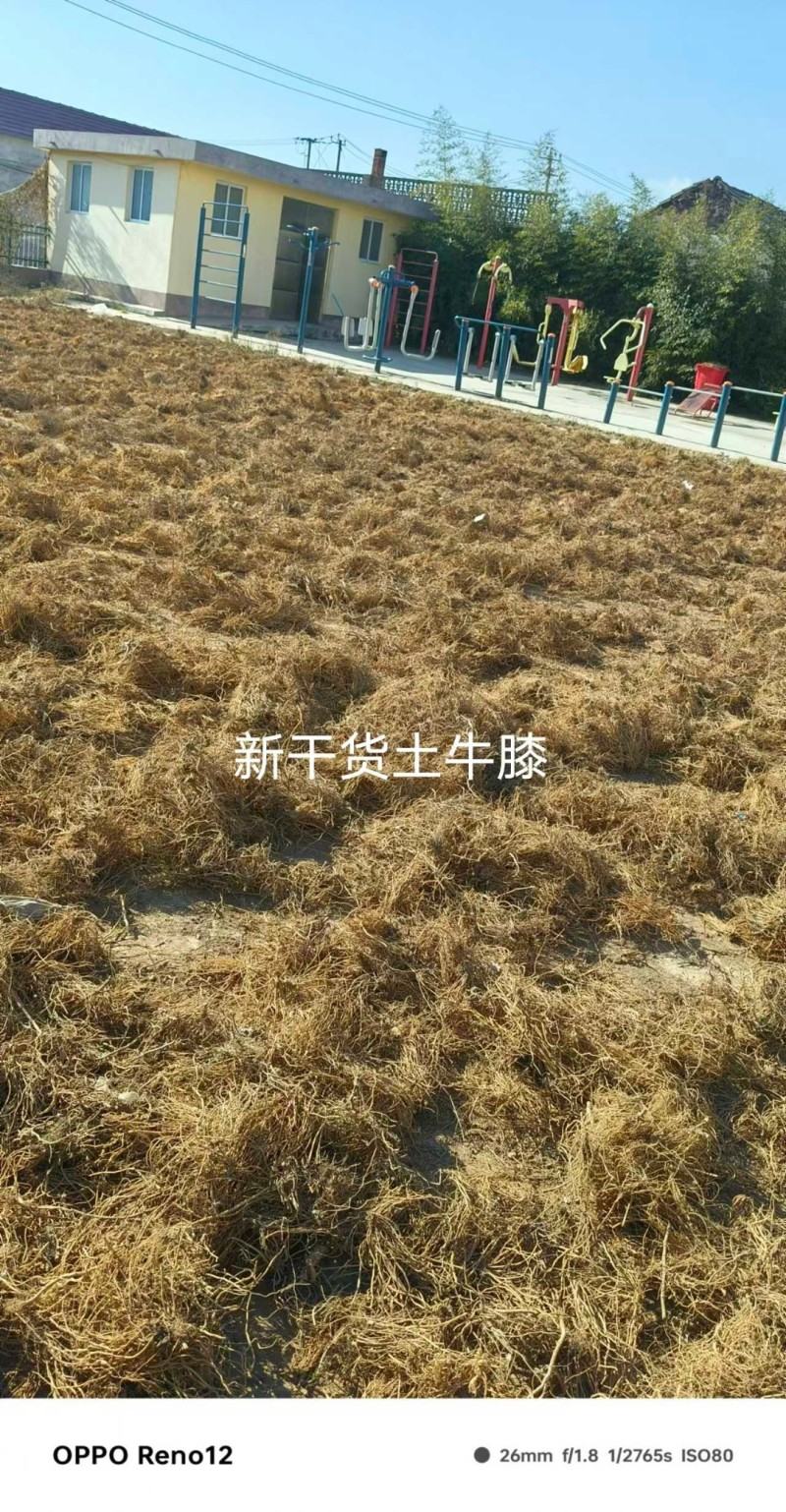 土牛膝