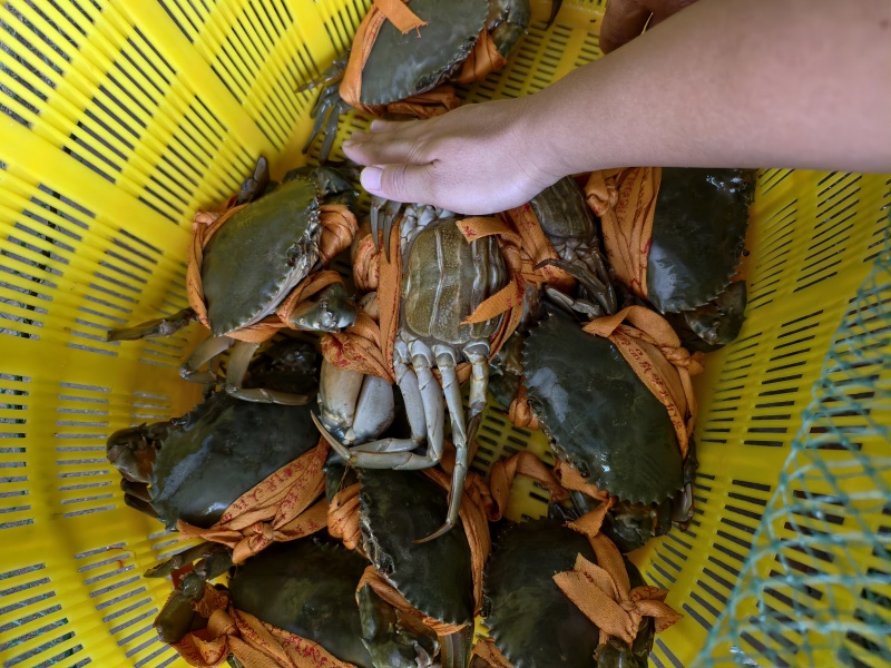 江苏精品青蟹