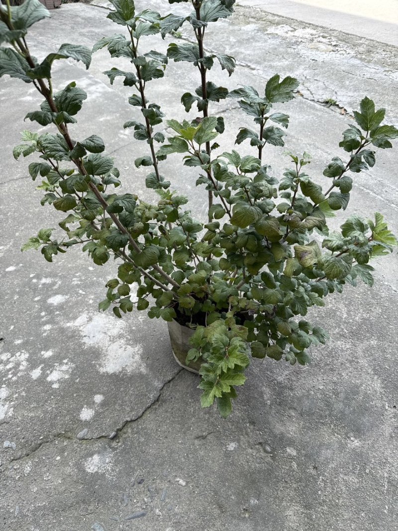 欧洲木绣球玫瑰美植袋苗批发