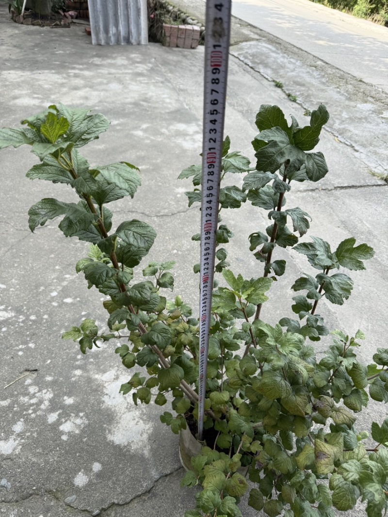 欧洲木绣球玫瑰美植袋苗批发