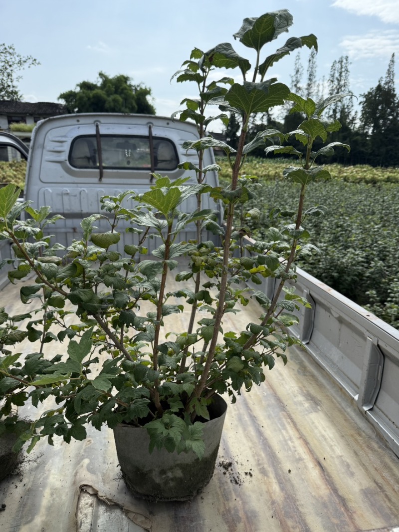 欧洲木绣球玫瑰美植袋苗批发