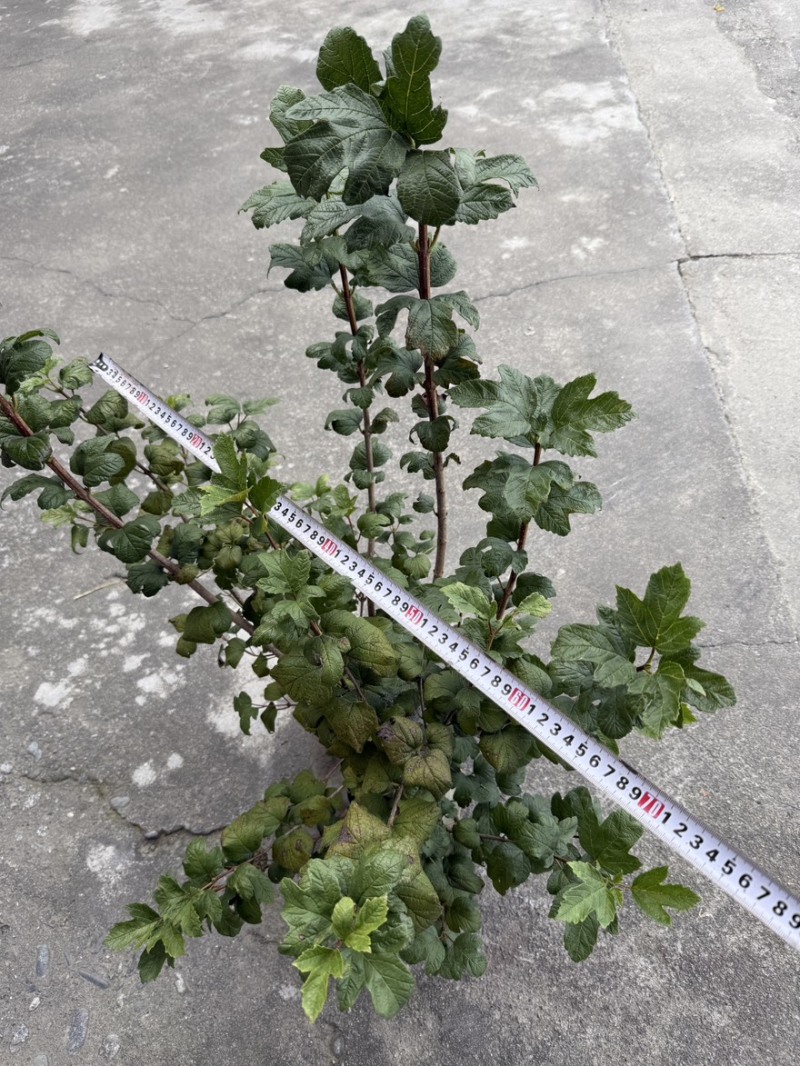 欧洲木绣球玫瑰美植袋苗批发