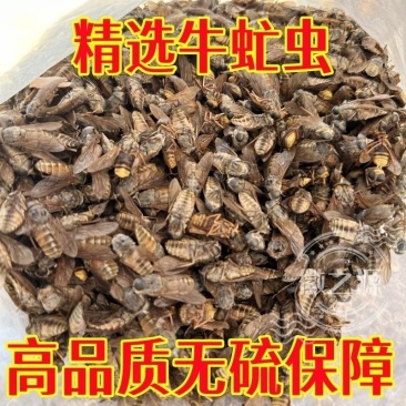 牛虻虫新货正品保证没有蜜蜂，百分百正品批发零售