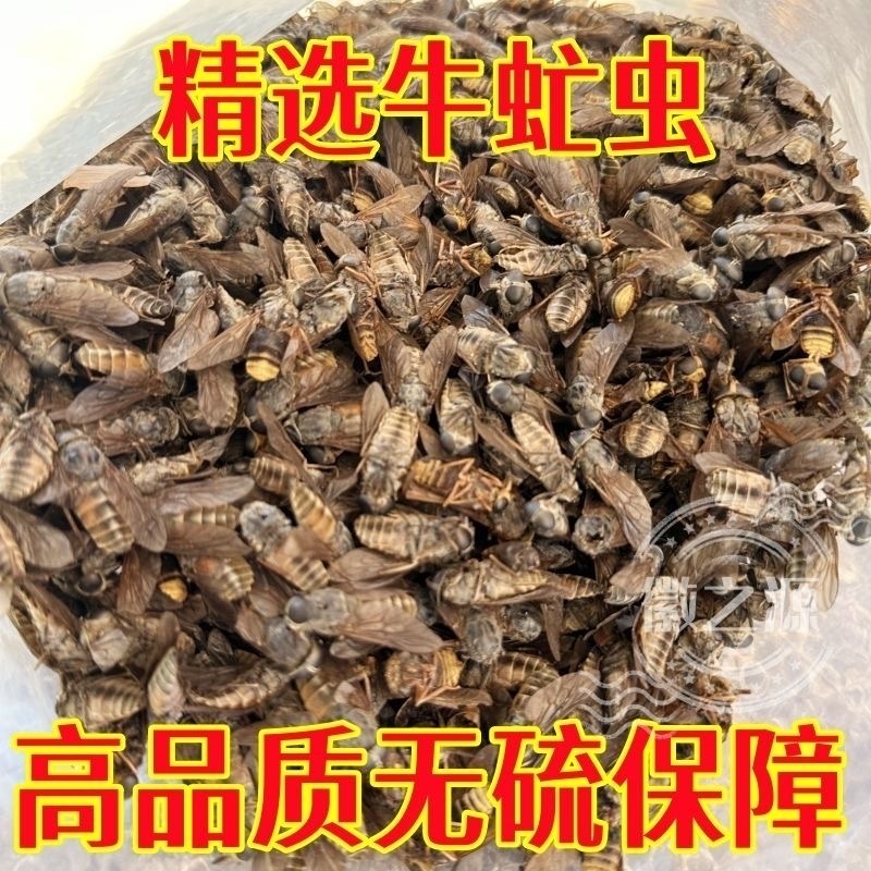 牛虻虫新货正品保证没有蜜蜂，百分百正品批发零售