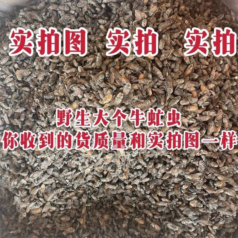 牛虻虫新货正品保证没有蜜蜂，百分百正品批发零售