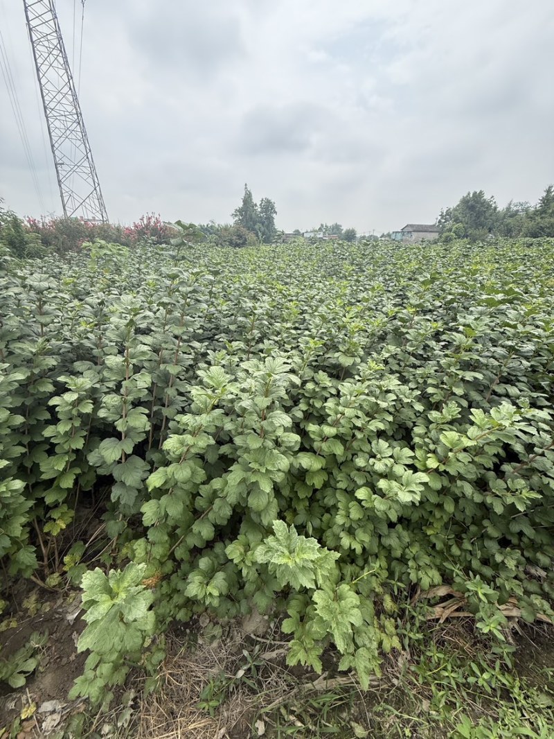 欧洲木绣球地苗成都基地批发