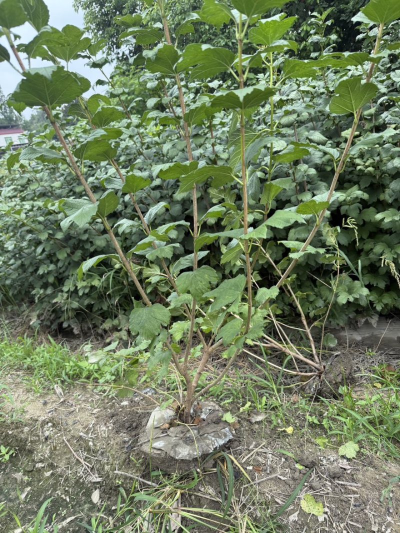 欧洲木绣球地苗成都基地批发