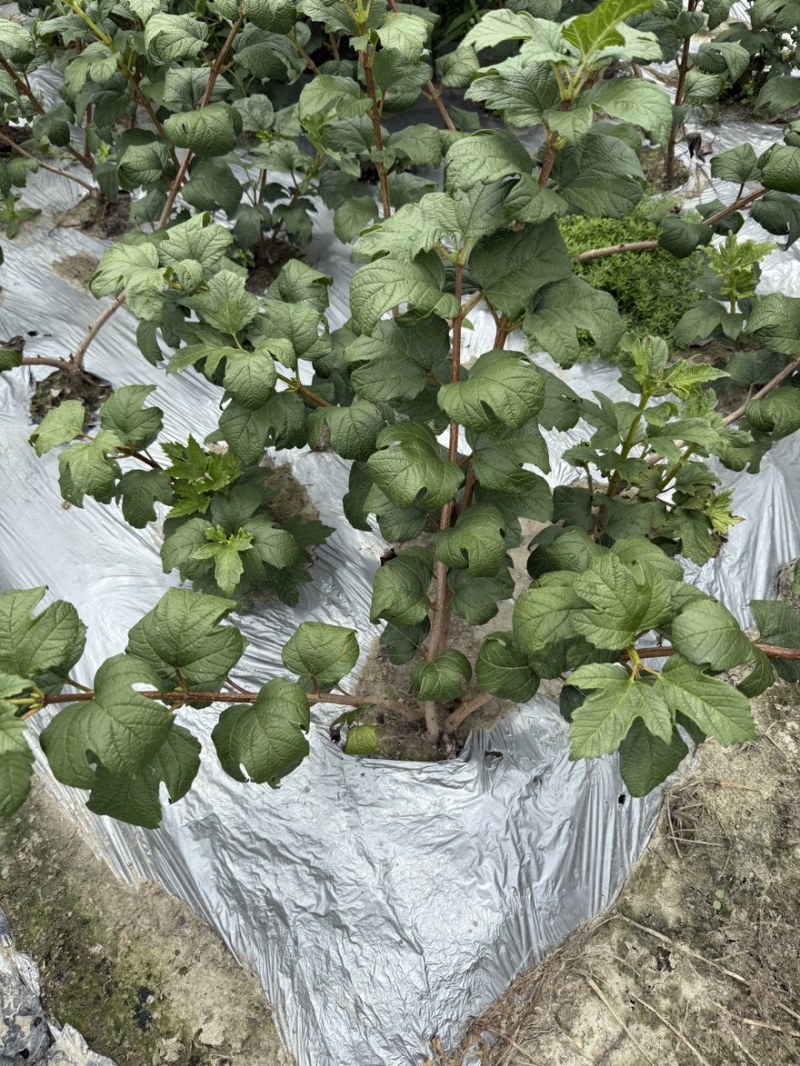 欧洲木绣球地苗成都基地批发