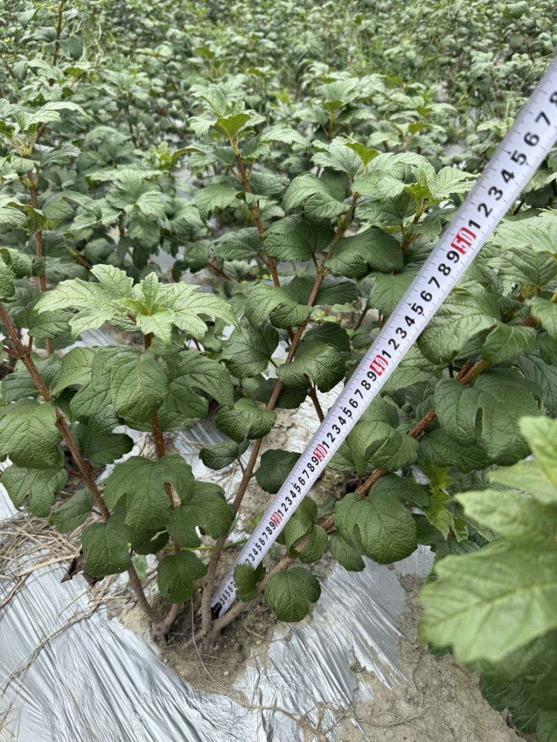 欧洲木绣球地苗成都基地批发