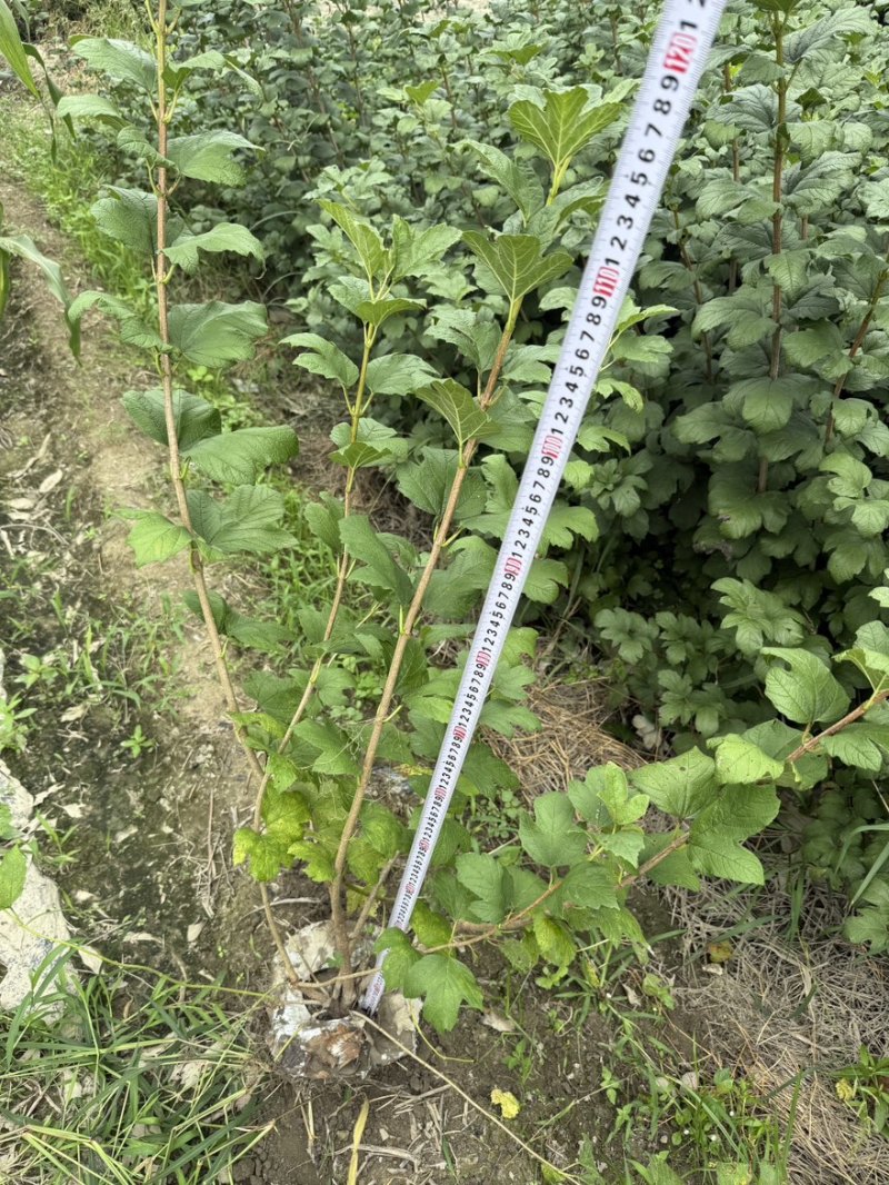 欧洲木绣球地苗成都基地批发
