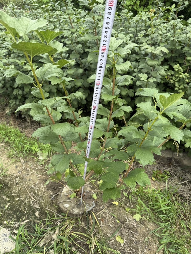欧洲木绣球地苗成都基地批发