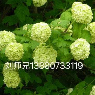 欧洲木绣球地苗成都基地批发