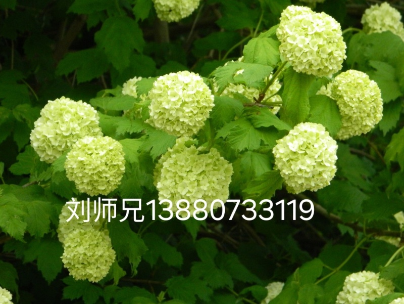 欧洲木绣球地苗成都基地批发