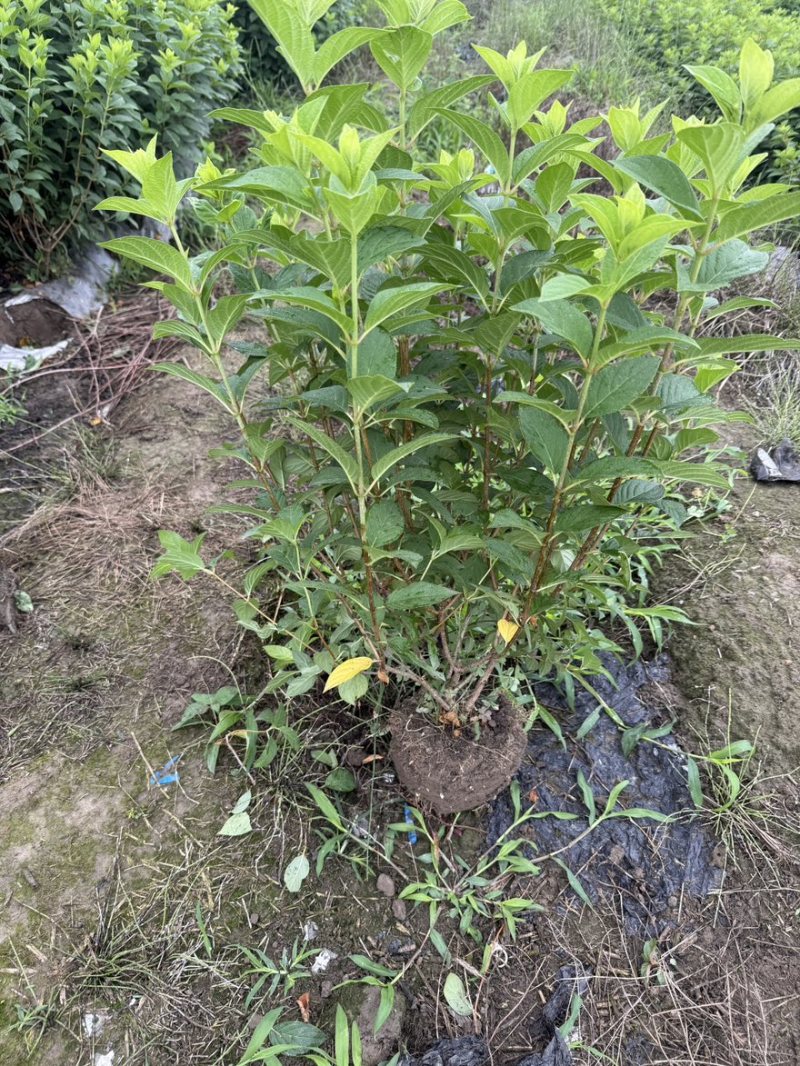 圆锥木绣球地栽苗成都基地批发