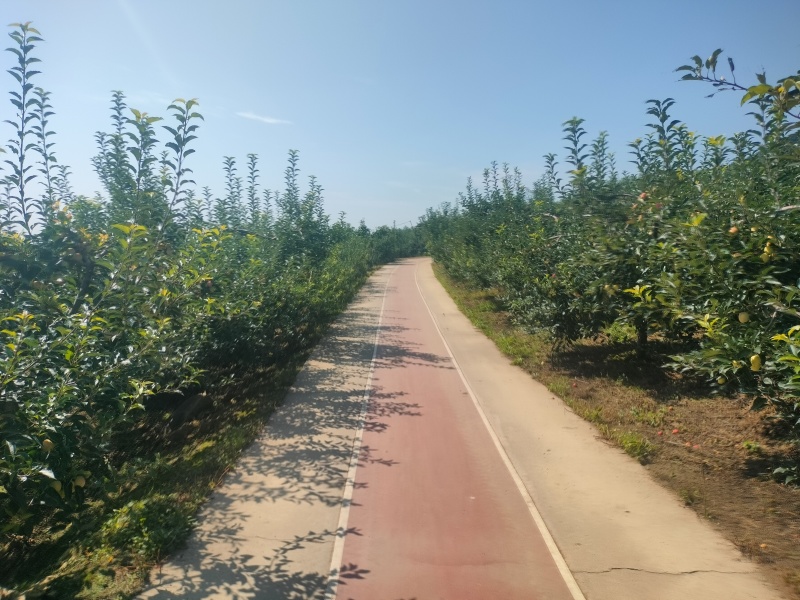 吉林省磐石市鸡心果，农民自产直供，中科院地理标识认证
