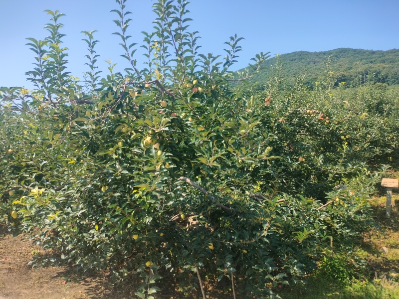 吉林省磐石市鸡心果，农民自产直供，中科院地理标识认证
